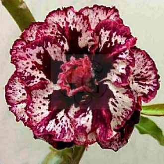 Adenium obesum "Daw Kra Das"