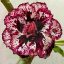 Adenium obesum "Daw Kra Das"