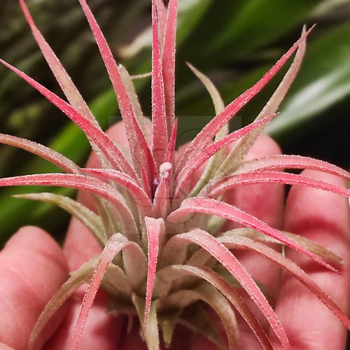 Tillandsia Ionantha var. Curly Peach