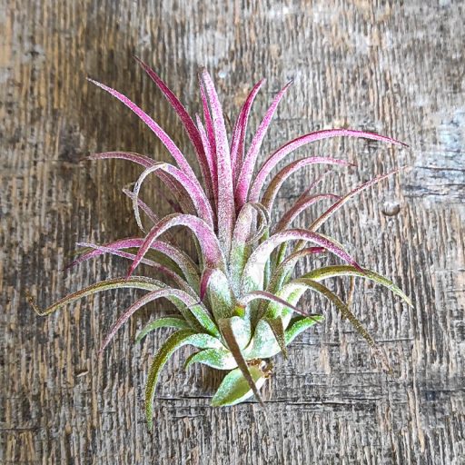 Tillandsia Ionantha var. Curly Peach