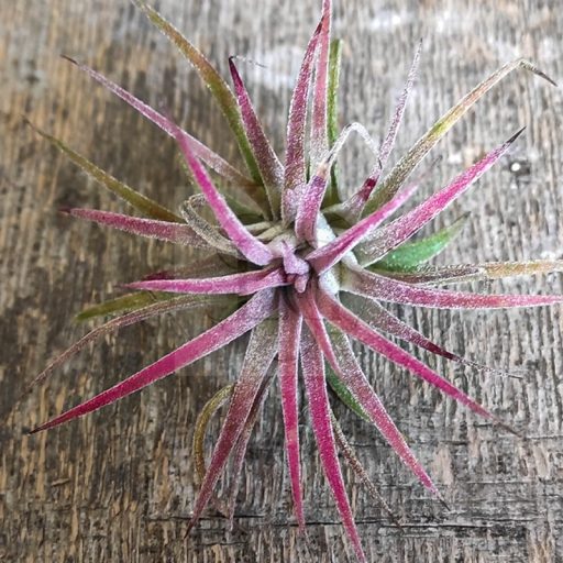 Tillandsia Ionantha var. Curly Peach