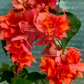 Bougainvillea "Thai Gold"