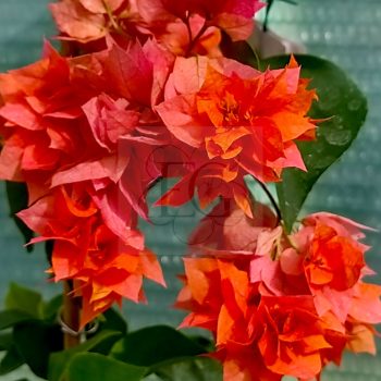 Bougainvillea "Thai Gold" Bougainvillea "Thai Gold"