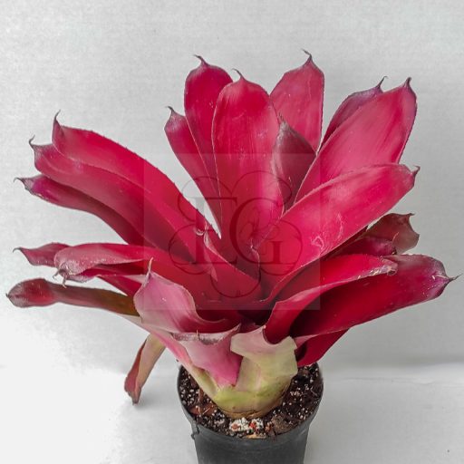 Neoregelia Ireca Lee