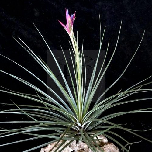 Tillandsia Floribunda Pulk/Virággal