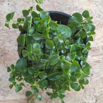 Pilea depressa