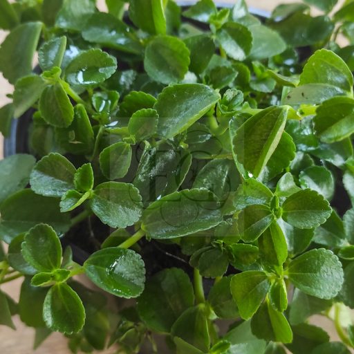 Pilea depressa