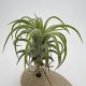 Tillandsia Ionantha var. Curly Leave