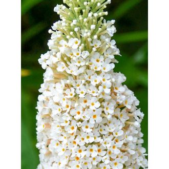   Buddleja Davidii "Butterfly Candy Little White"-Törpe nyáriorgona 