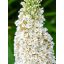 Buddleja Davidii "Butterfly Candy Little White"-Törpe nyáriorgona 