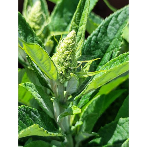 Buddleja Davidii "Butterfly Candy Little White"-Törpe nyáriorgona 