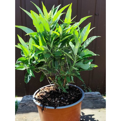Buddleja Davidii "Butterfly Candy Little White"-Törpe nyáriorgona 