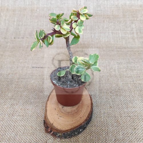 Portulacaria afra "variegata"/Jade