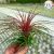 Tillandsia Rainforest Red