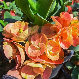 Euphorbia milii "Sap Grong Thong (A37)