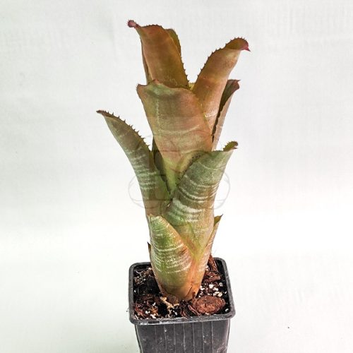 Aechmea X Neomea Mars