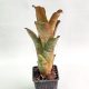 Aechmea X Neomea Mars