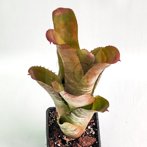 Aechmea X Neomea Mars