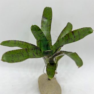 Neoregelia Aphrodite