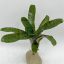Neoregelia Aphrodite