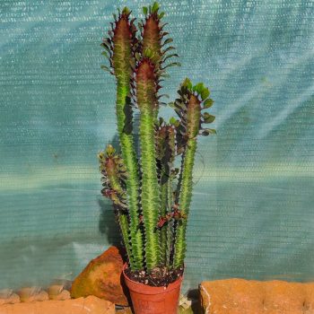 Euphorbia trigona rubra Euphorbia trigona rubra