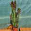 Euphorbia trigona rubra
