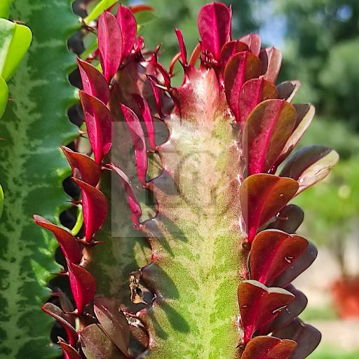 Euphorbia trigona rubra
