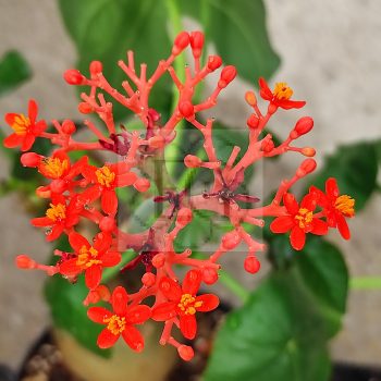Jatropha podagrica Jatropha podagrica