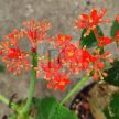 Jatropha podagrica