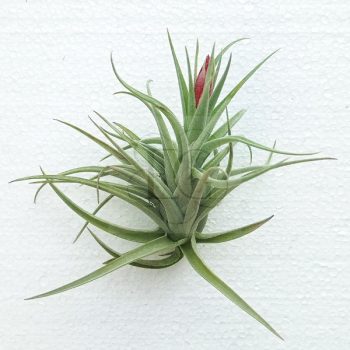 Tillandsia Leonamiana  Tillandsia Leonamiana