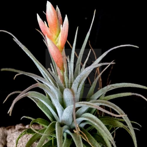 Tillandsia Leonamiana 