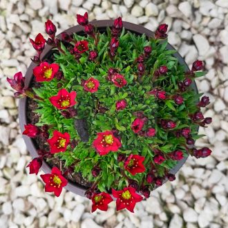 Saxifraga x arendsii "Rockies F1 Red"