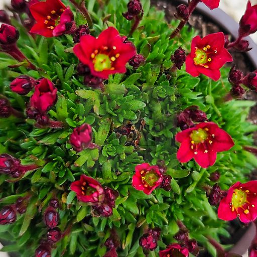 Saxifraga x arendsii "Rockies F1 Red"