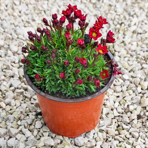 Saxifraga x arendsii "Rockies F1 Red"