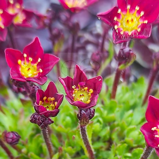 Saxifraga x arendsii "Rockies F1 Red"