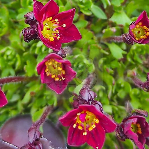 Saxifraga x arendsii "Rockies F1 Red"
