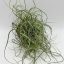 Tillandsia Butzii Pulk/L-Parafán