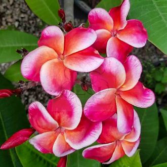Plumeria rubra "Heat Wave" JJ