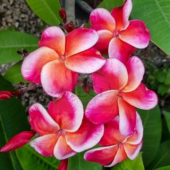 Plumeria rubra "Heat Wave" JJ Plumeria rubra "Heat Wave" JJ