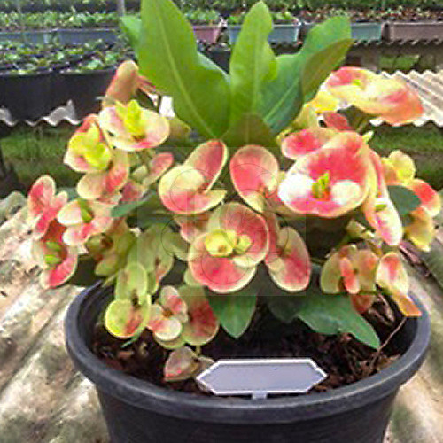 Euphorbia milii "Royal Nine" (87)
