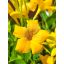 Mandevilla/Tölcsérjázmin "Yellow"