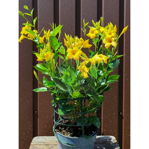 Mandevilla/Tölcsérjázmin "Yellow"