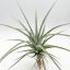 Tillandsia Silver Queen/XL