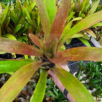 Neoregelia "Martin Red"/L
