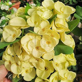 Euphorbia milii "Golden Crown" (37) Euphorbia milii "Golden Crown" (37)