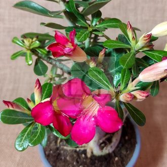 Adenium obesum magonc/M