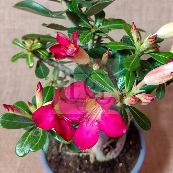 Adenium obesum magonc/M Adenium obesum magonc/M