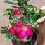 Adenium obesum magonc/M