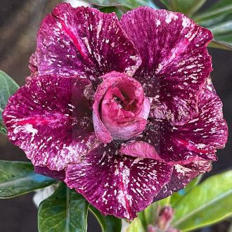 Adenium obesum "Tién Yen" (TQC69) 