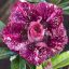 Adenium obesum "Tién Yen" (TQC69) 